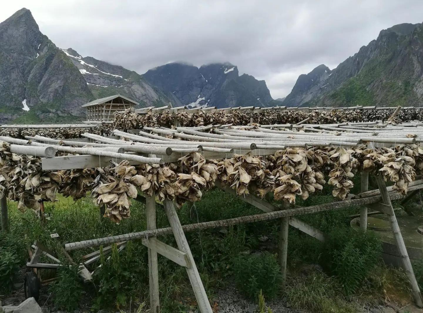 Lofoten Panoramic Luxury Home With Sauna Moskenes Extérieur photo