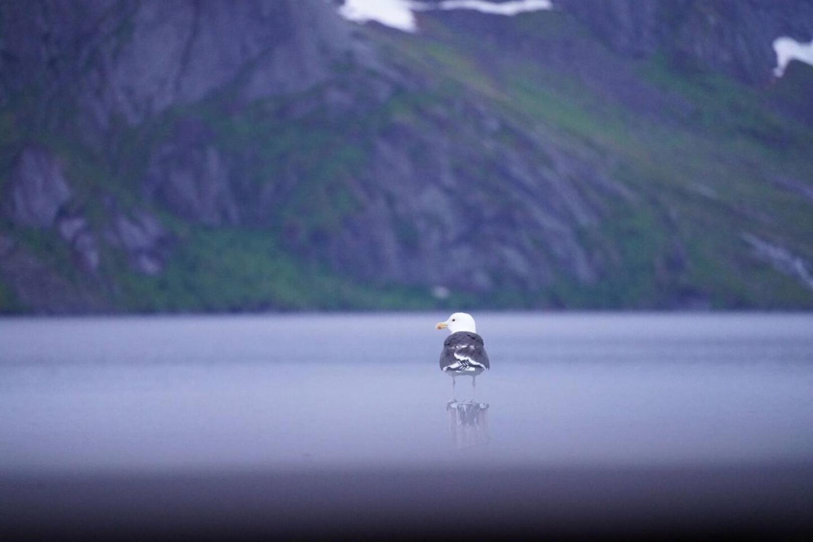 Lofoten Panoramic Luxury Home With Sauna Moskenes Extérieur photo